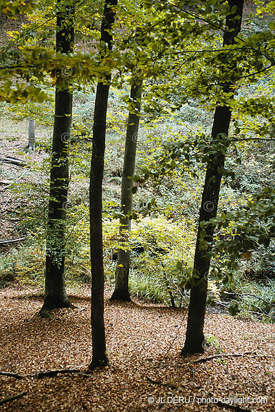 bois en automne